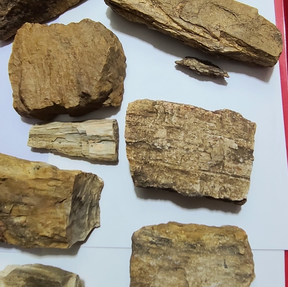 Petrified Wood is very hard as rock fossil - Picture 4 of 5